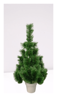 Сосна Распушенная в горшке зеленая